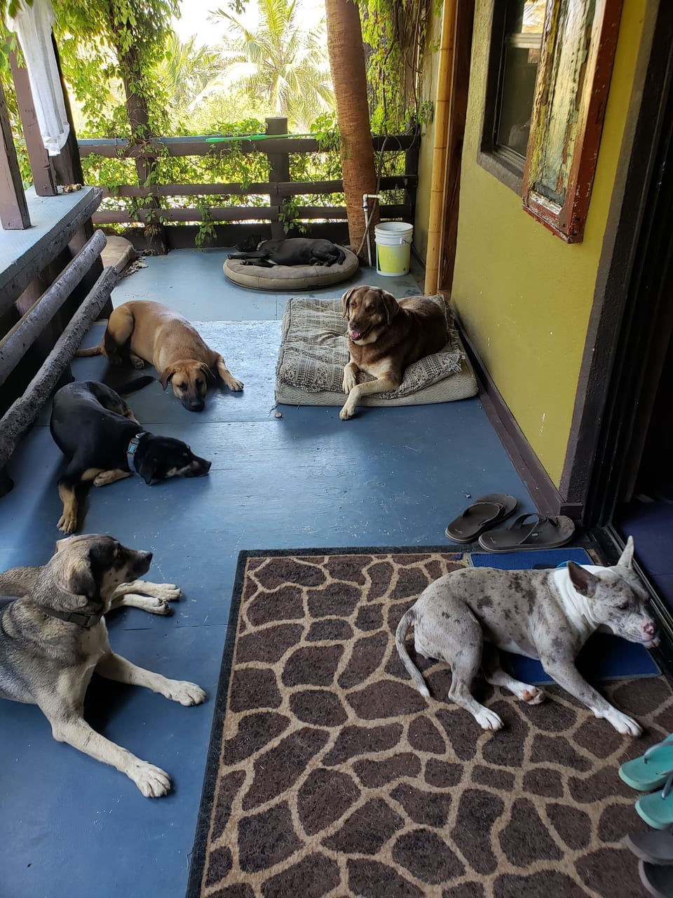 Pets are welcome...