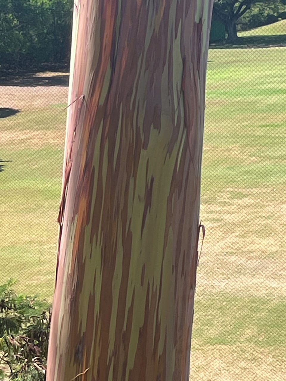 Close up of "our" rainbow tree <3