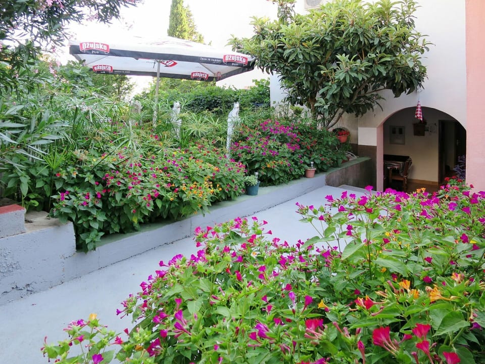 Flower, Plant, Garden, Flowering Plant, Groundcover, Botany, Shrub, Annual Plant, Landscaping, Landscape