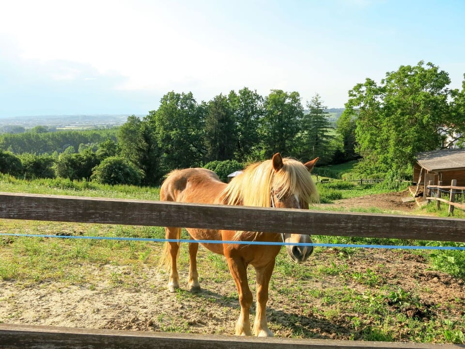 Horse, Sky, Pasture, Natural Landscape, Wildlife, Rural Area, Mane, Mode Of Transport, Ranch, Tree