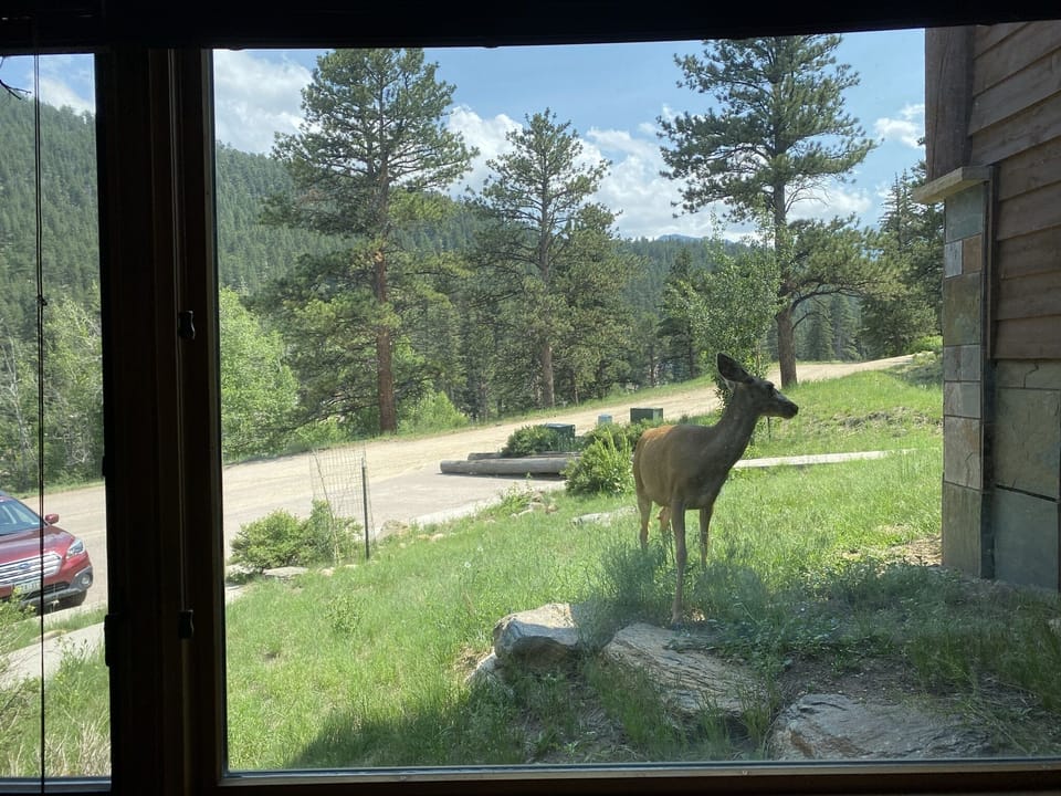 Frequent wildlife visitors