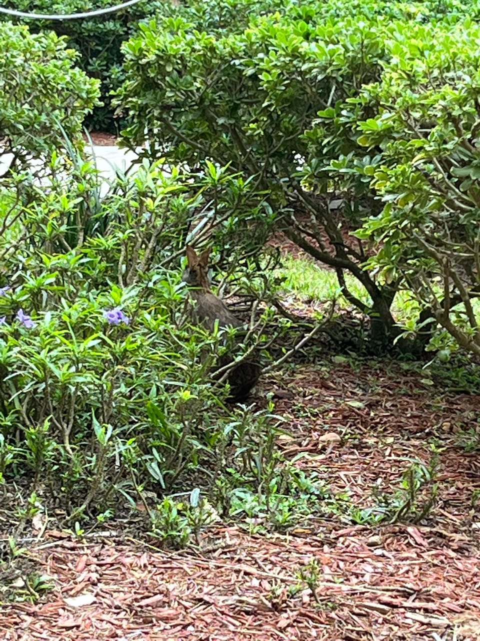 Our daily bunny visitor 