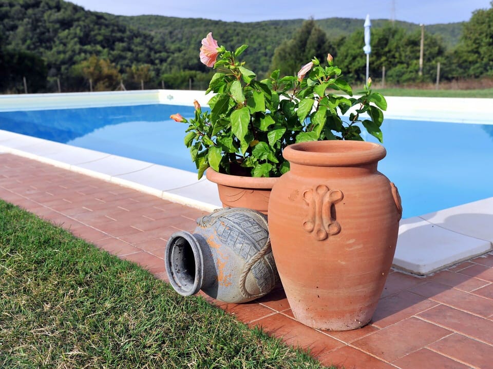 Plant, Flower, Flowerpot, Sky, Houseplant, Wood, Water, Outdoor Furniture, Grass, Swimming Pool