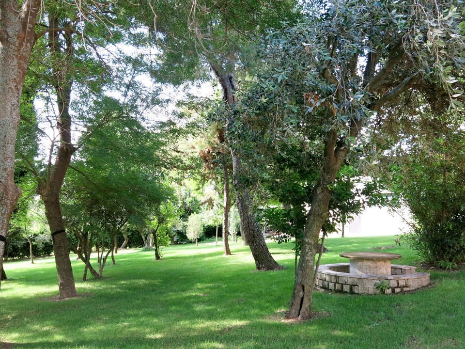 Tree, Natural Landscape, Woody Plant, Grass, Park, Plant, Botany, Lawn, Grove, Landscape