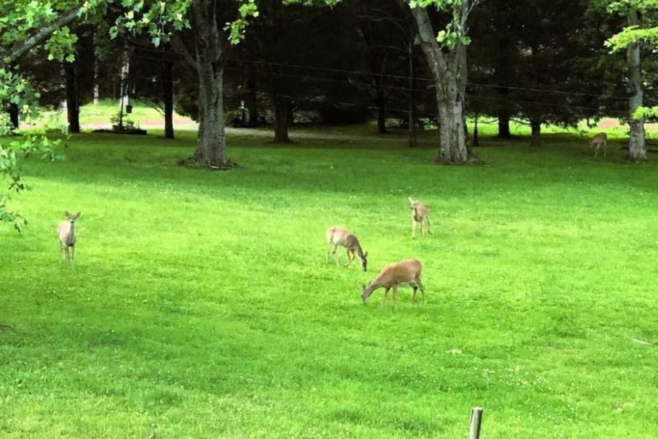 Frequent visitors — the local deer herd often grazes right in the yard.
