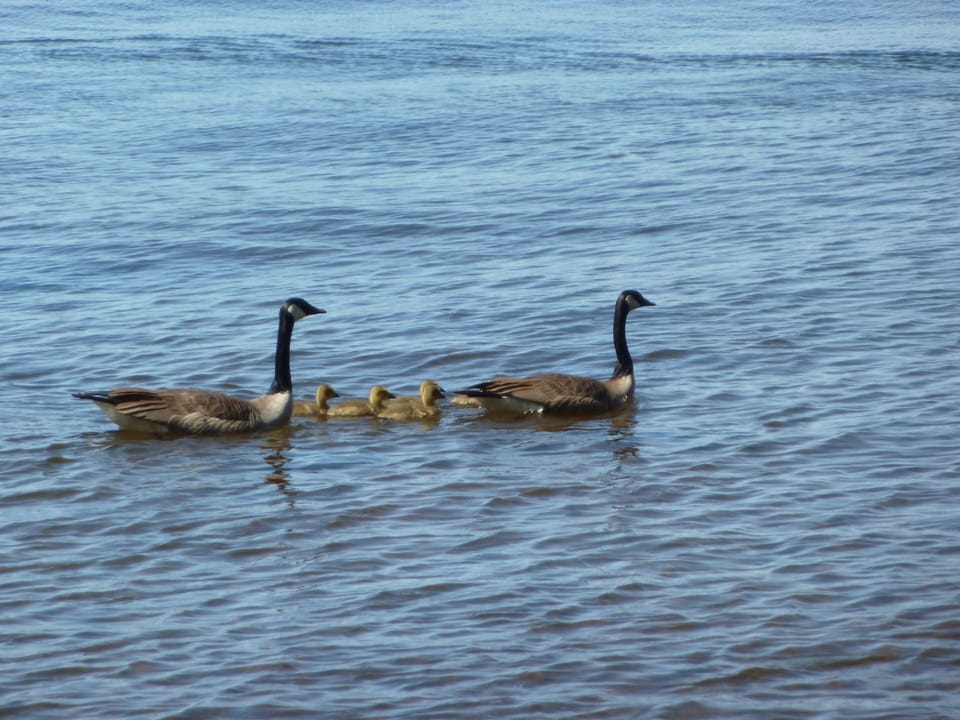 Family of geese on Lost Lake.