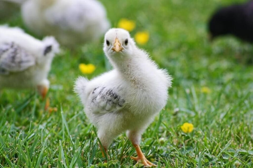 Kaua'i - if you are lucky, you will see a baby chick during your stay