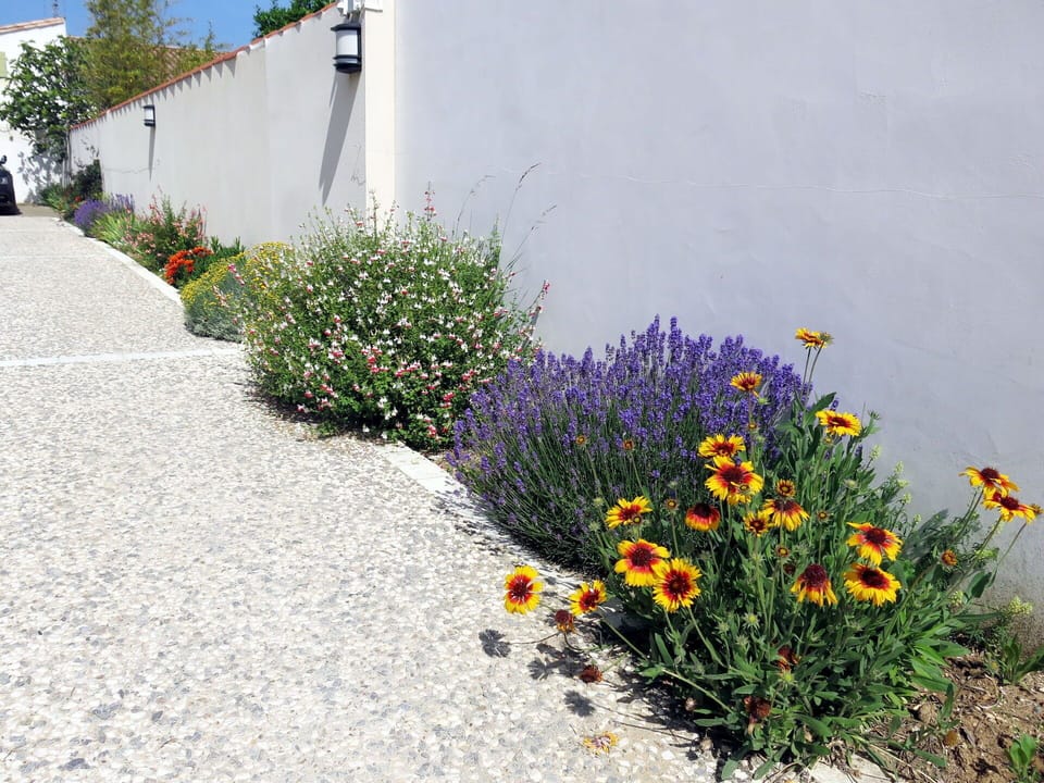 Flower, Plant, Grass, Road Surface, Groundcover, Landscape, Shrub, Slope, Herbaceous Plant, Sky