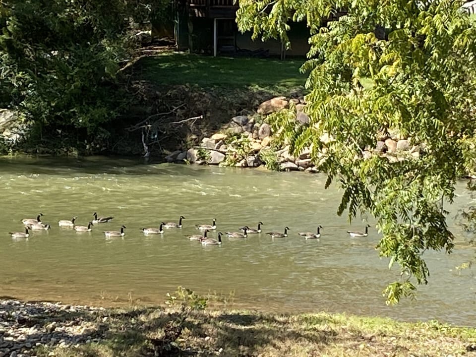 View from the back deck overlooking the west prong of Little Pigeon River.  