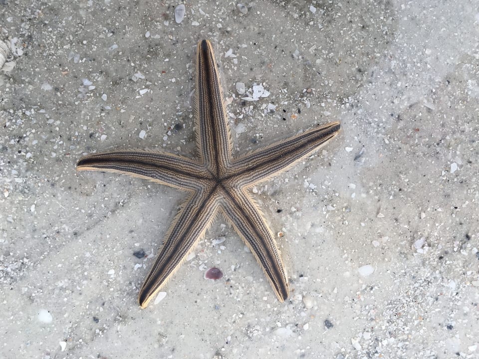 Star fish found during a daily beach walk