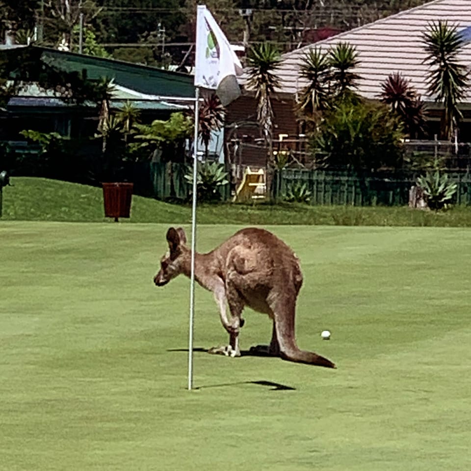 Play a round of golf at Sanctuary Point or Vincentia golf courses