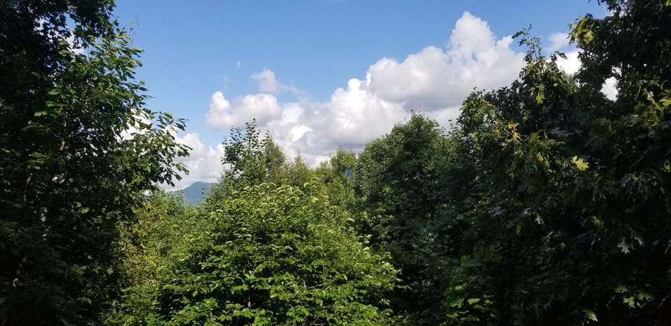 Summer view