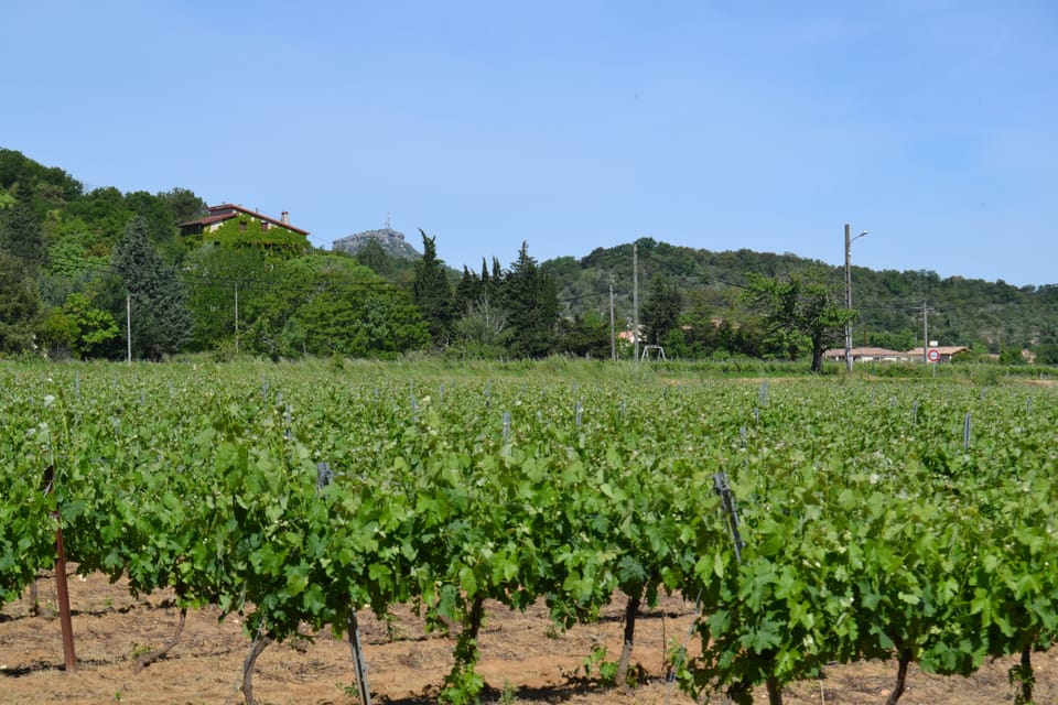 Vineyard