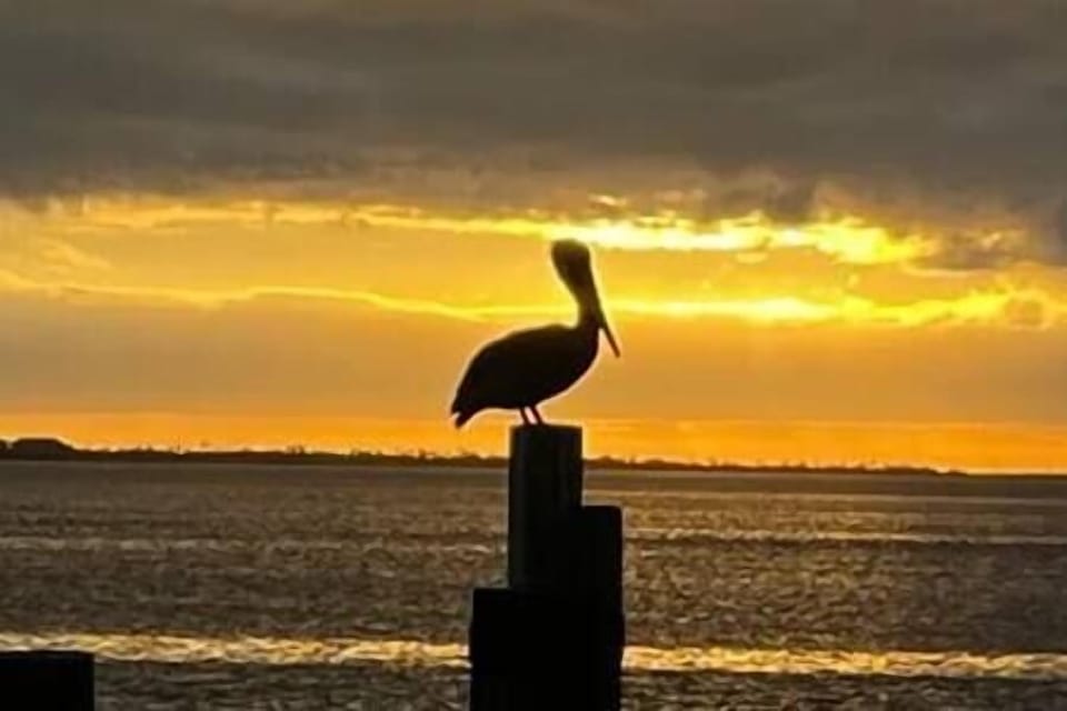 A pelican by the bay at sunset