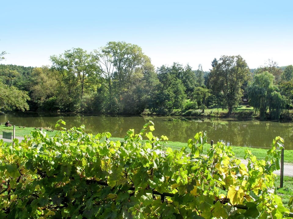 Vegetation, Natural Landscape, Nature, Nature Reserve, Pond, Natural Environment, Water, Lake, Wilderness, River
