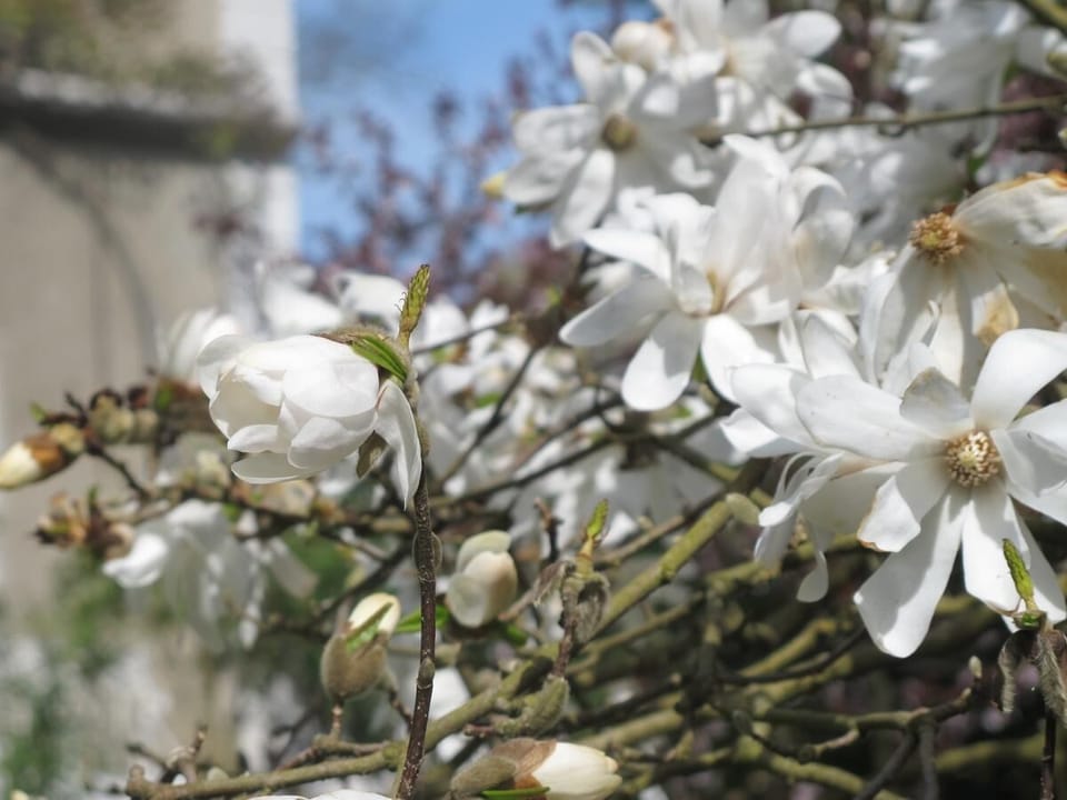Villa Dampierre Bed and Breakfast in Pau