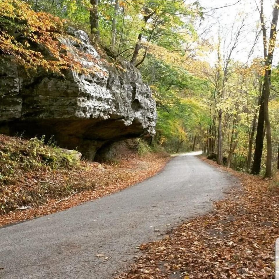 Fall foliage near the cabin