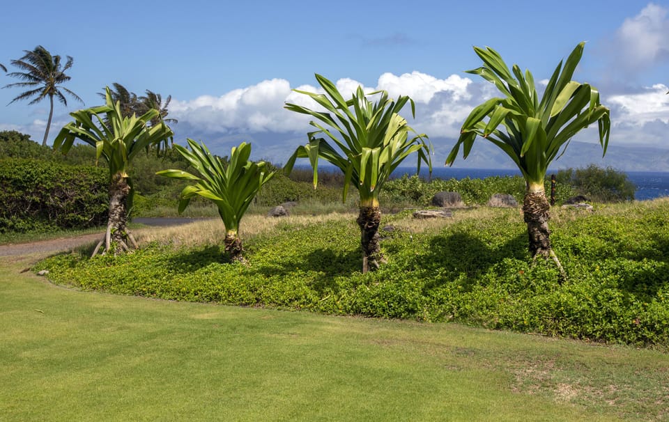 Kapalua Bay Villa Tennis Courts