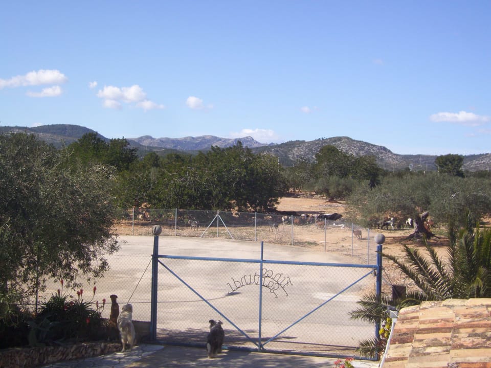 dogs watching the goats from the front of  the property