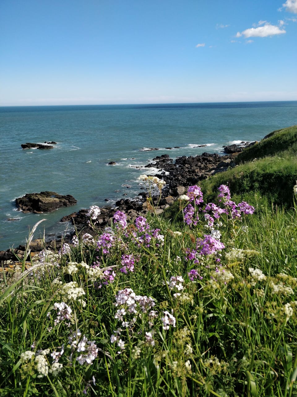 Most days you can hear seals as they call from  the rocks.