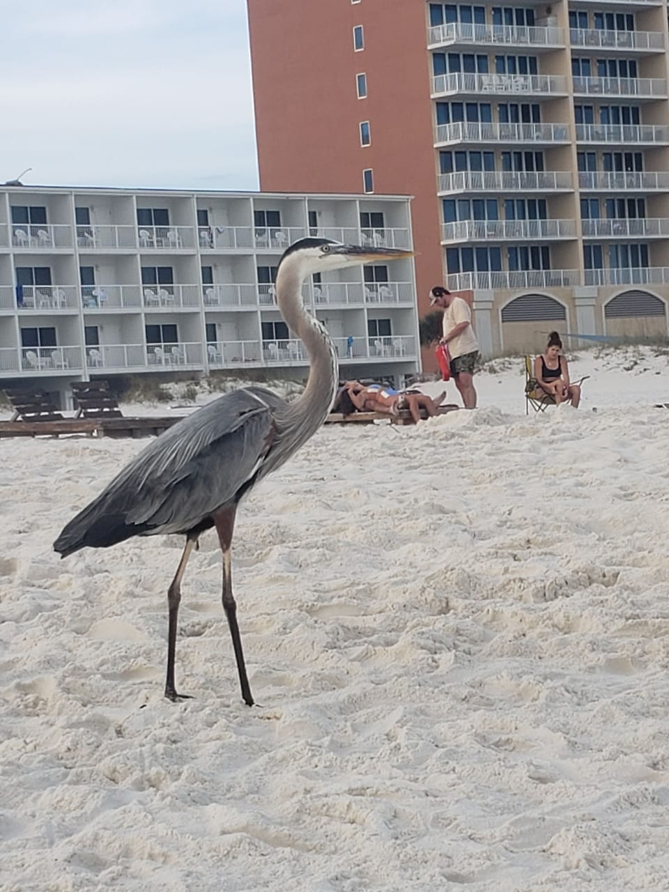 Our friend  Norman, who hangs out in front of the condo 