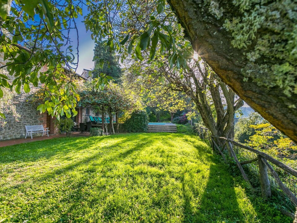 Plant, Natural Landscape, Branch, Tree, Shade, Grass, Groundcover, Leisure, Trunk
