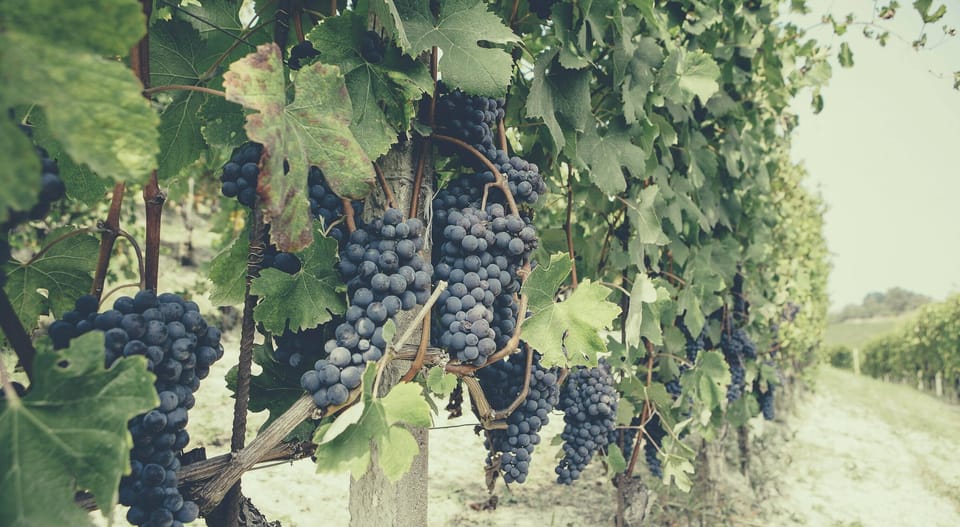 Winery