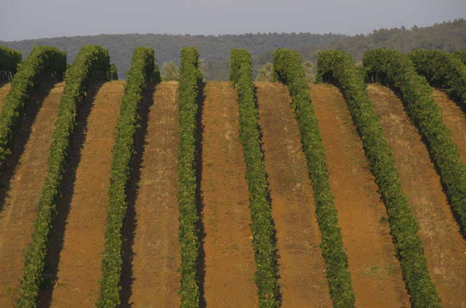 Vineyard, the famous wine route