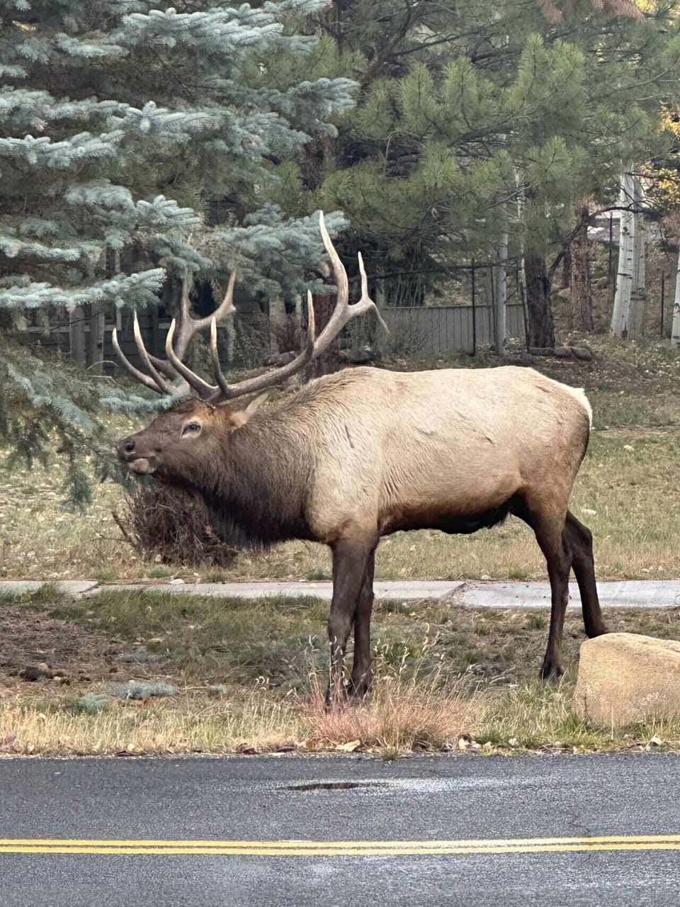 Elk frequent the neighborhood