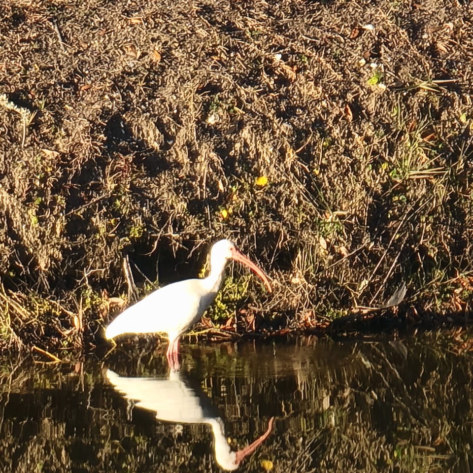 Egrets, Roseate Spoonbills, Blue Heron, Wood Ducks & Ibis fish outside your door