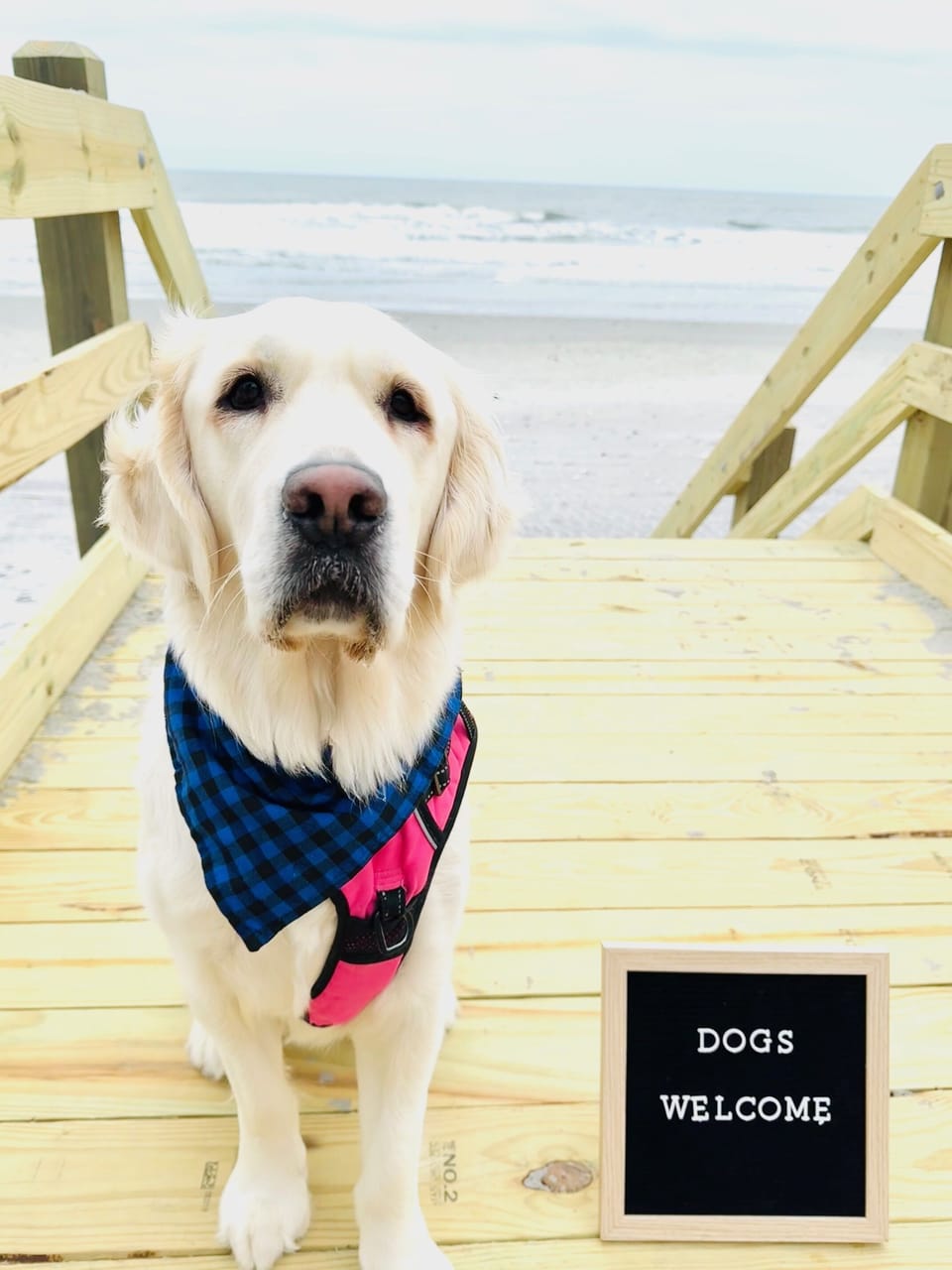 All Dogs Welcome!  Please read our description for the pet fee schedule
