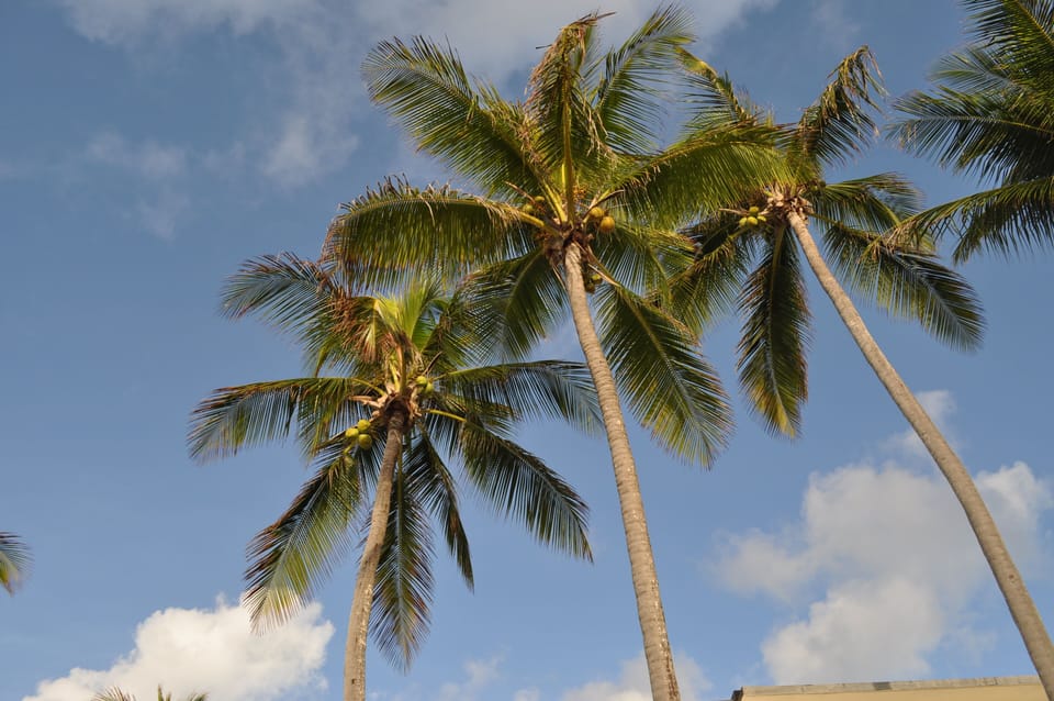 Coconut palms
