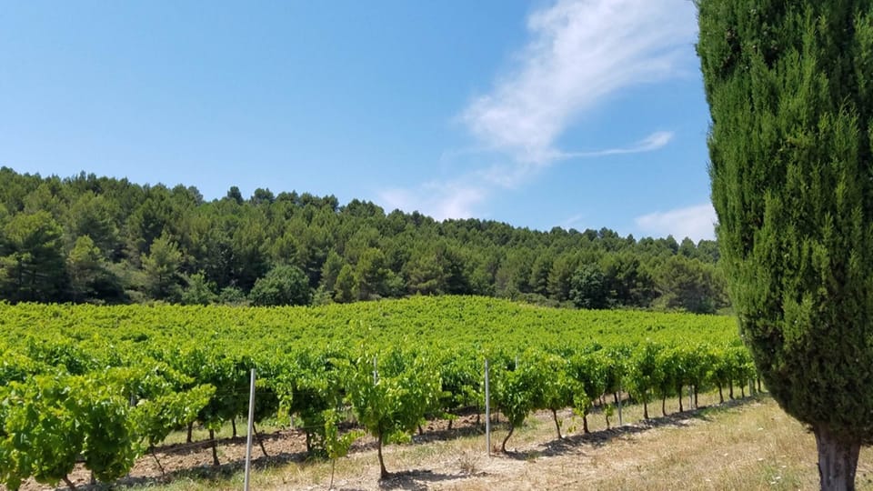 Côté Vignes - vue sur les vignes