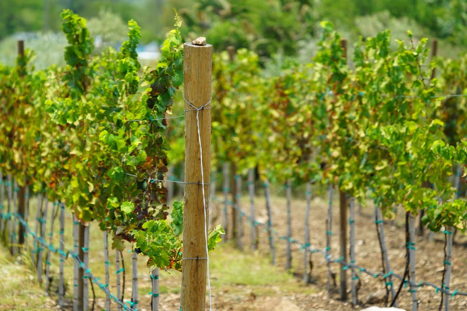Vineyard view