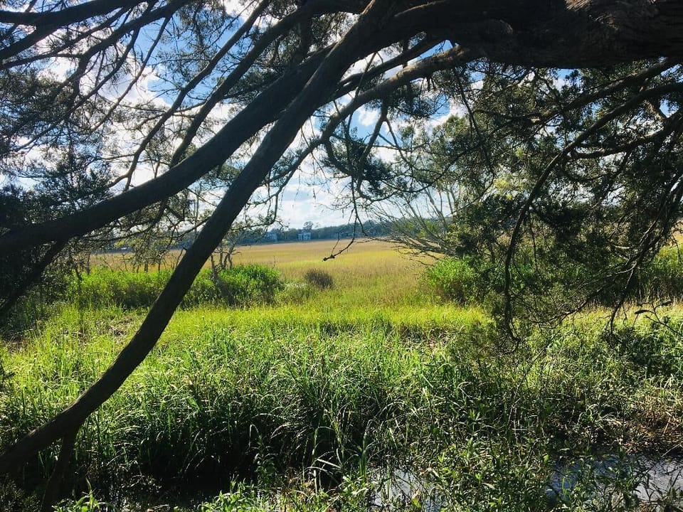 Marsh opposite the Beach Club entrance.