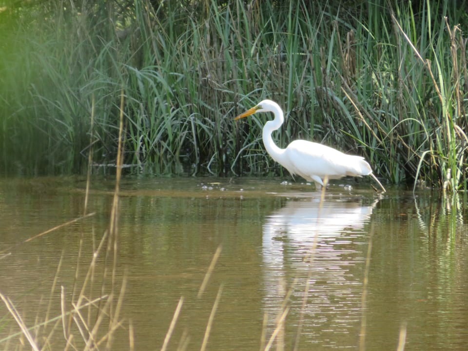 Feeding in the marsh... a Great White Heron !  Wingspan of 4.5-5.5 FT !