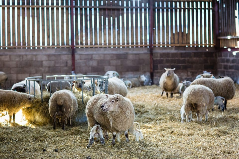 Lambing Time