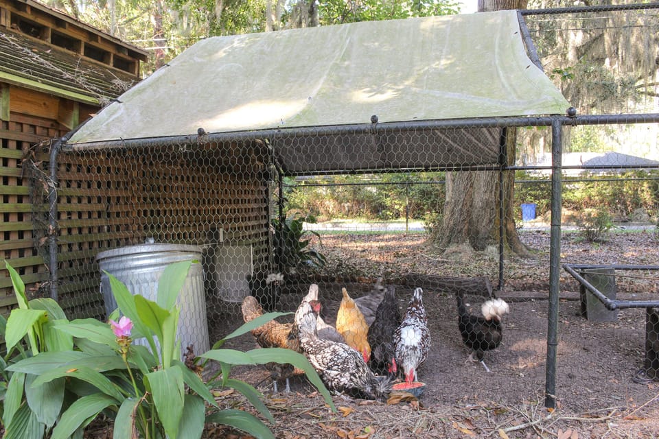 On-Site Chickens