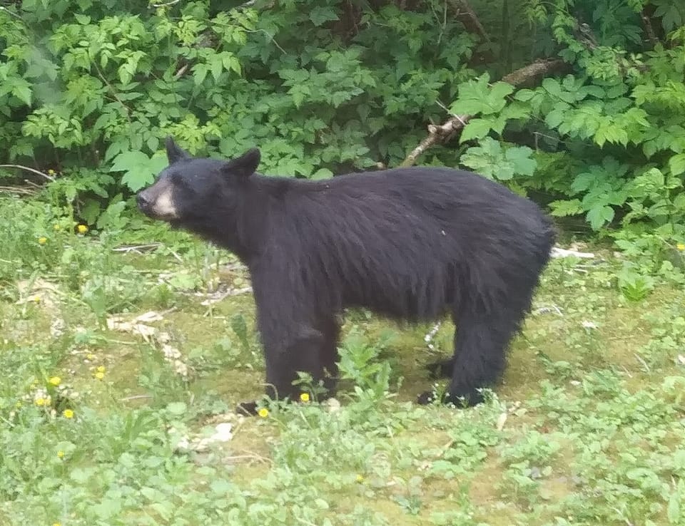 Occasional Wildlife Sightings