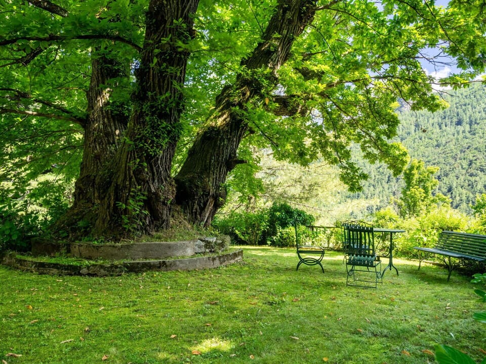 Plant, Outdoor Bench, Tree, Shade, Natural Landscape, Outdoor Furniture, Grass, Trunk, Groundcover, Bench