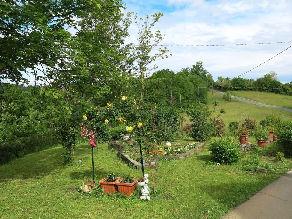 Tree, Plant, Woody Plant, Land Lot, Grass, Garden, Spring, Rural Area, Shrub, Meadow