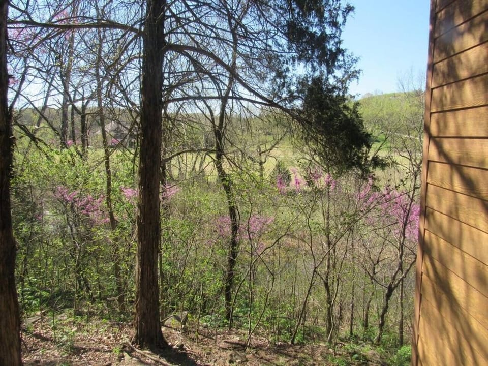 Wooded area behind cabin