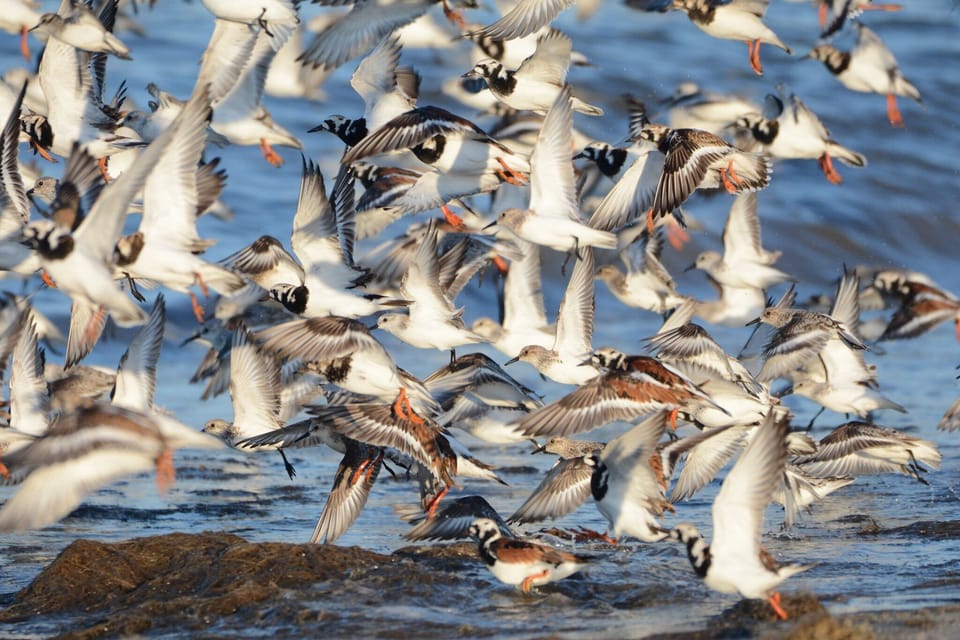 Many shorebirds travel a long way and visit the Delaware Bay each year