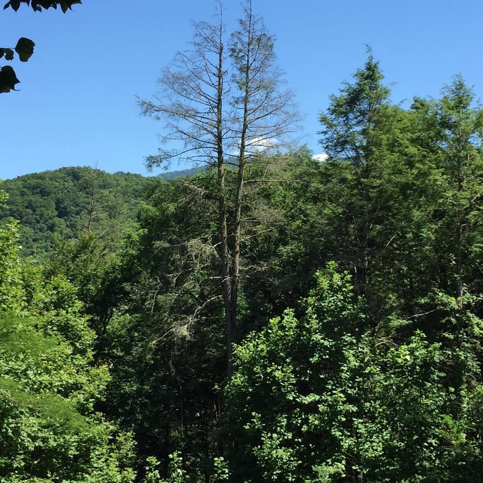 View of Mt LeConte from Reclusive Moose back deck,  second floor windows, pool.