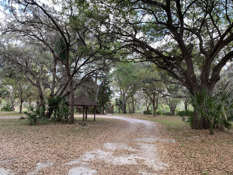 Driveway entrance thru large oak trees
