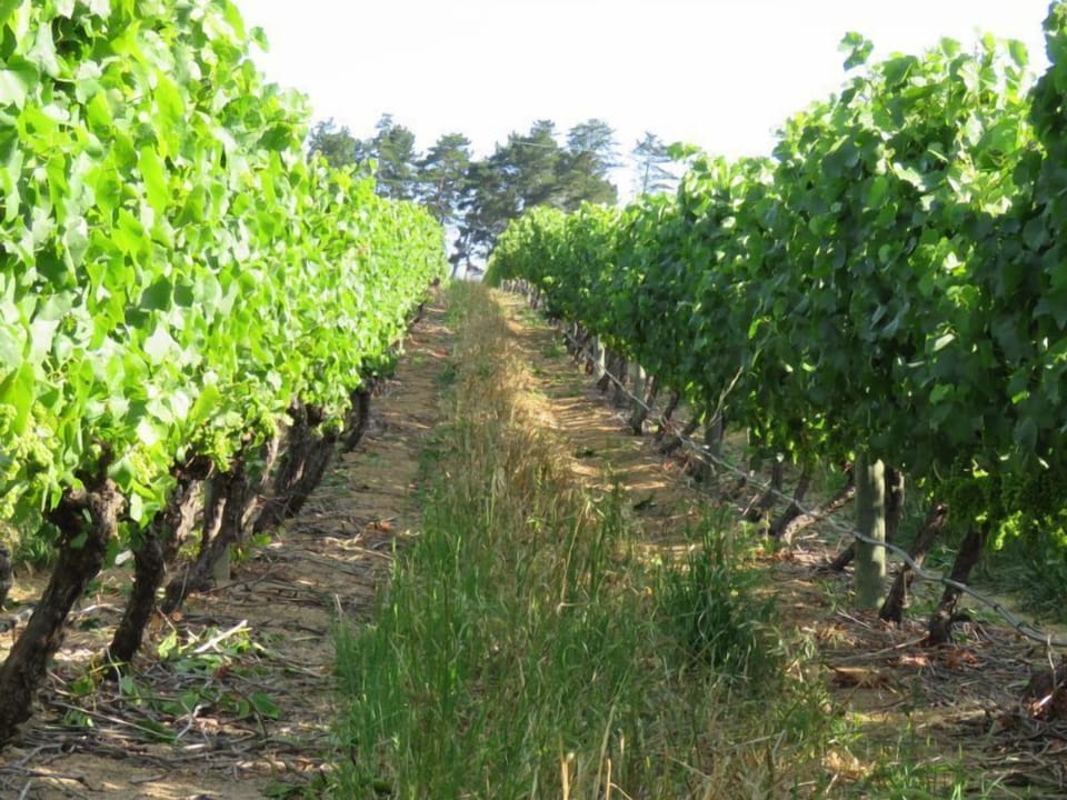 Vineyard