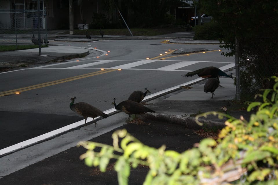 Peacocks Crossing early morning or late afternoon…watch from front porch