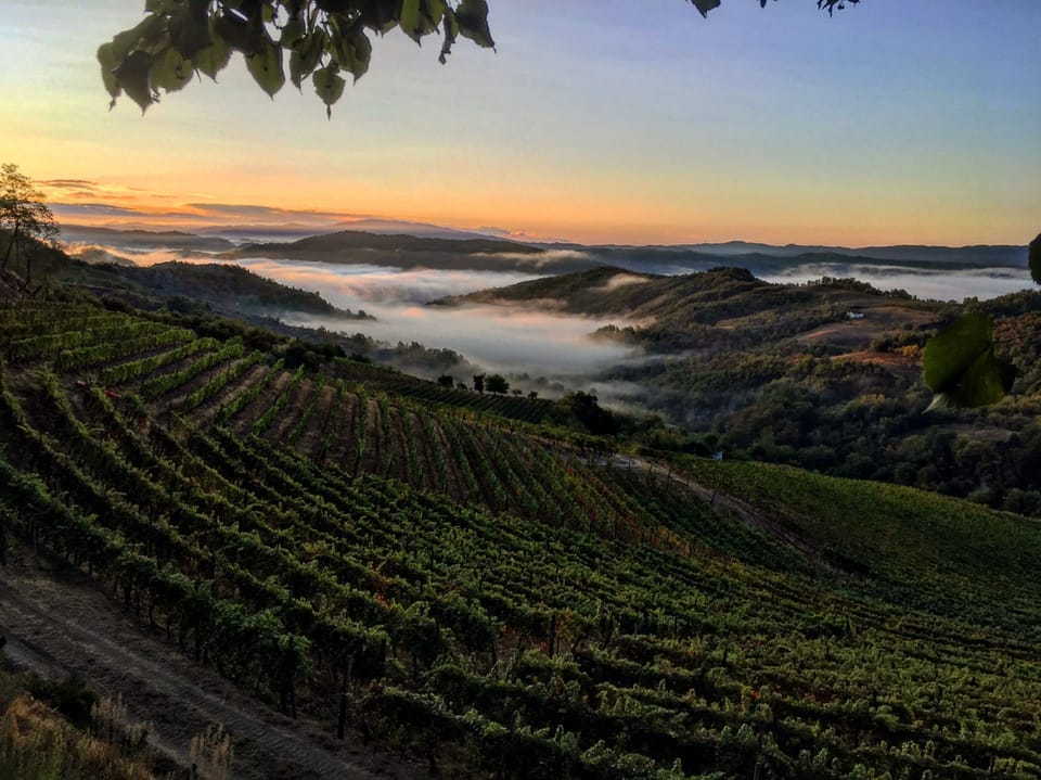 Vineyard