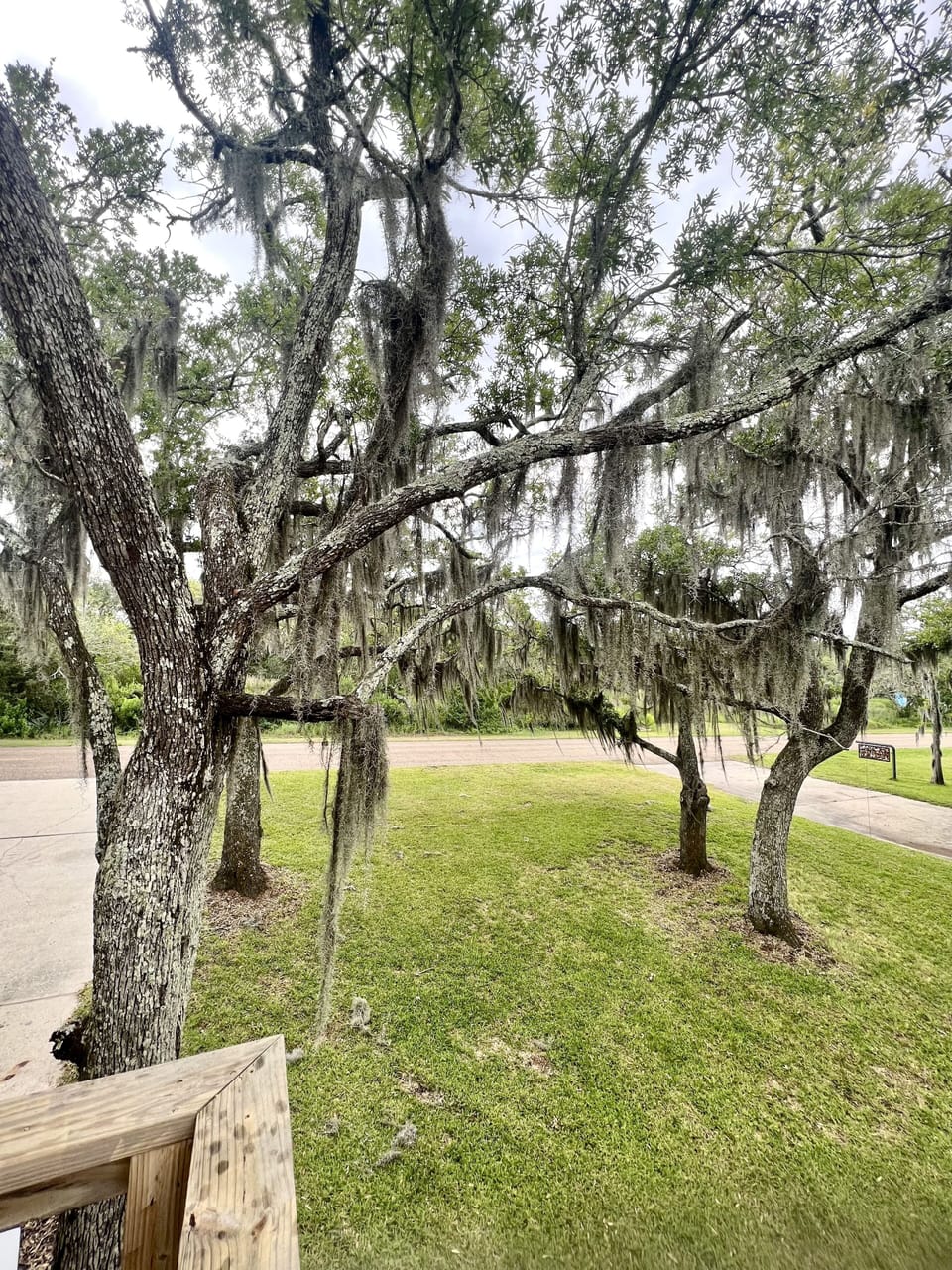 Mossy oaks