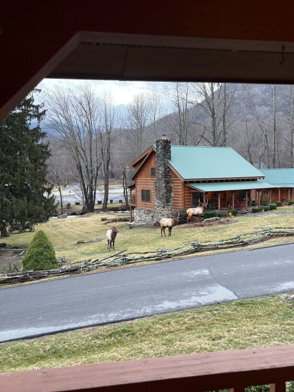 3 Bull Elk! Pic taken from porch of Rainbow Mountain Retreat